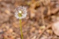 dandelion seed puffs growing wild in spring