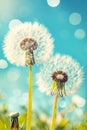 Dandelion seed silhouette against luminous blue sky with delicate bokeh capturing wispy details