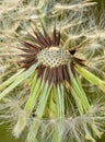 Dandelion seed spores (Taraxacum officinale) blowing away in the wind. Royalty Free Stock Photo