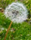 Dandelions Seed Stage in the grass