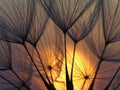 Dandelion seed with sun