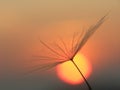 Dandelion seed with sun