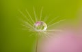 Dandelion seed with water drop