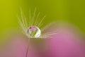 Dandelion seed with water drop