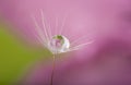 Dandelion seed with water drop