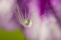 Dandelion seed with water drop