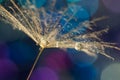 A dandelion seed with water drops on a colorful bokeh background. Selective focus Royalty Free Stock Photo