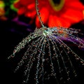 Dandelion seed with water drops on dark background - close up. Royalty Free Stock Photo