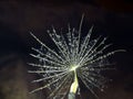 Dandelion seed with water drops on dark background - close up. Royalty Free Stock Photo