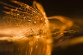 Dandelion seed with waterdrops and reflexions Royalty Free Stock Photo