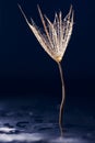 Dandelion seed with waterdrops and reflexions Royalty Free Stock Photo