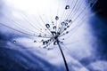 Dandelion seed with waterdrops and reflexions Royalty Free Stock Photo