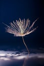 Dandelion seed with waterdrops and reflexions Royalty Free Stock Photo