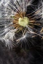 Dandelion seedbed on a reflective surface