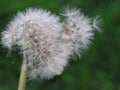 Dandelion Seedhead