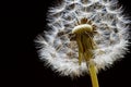 Dandelion Seedhead