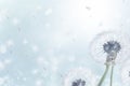 A dandelion seedhead being carried away by the wind on a beautiful and sunny day, dandelion on a white background, condolence,