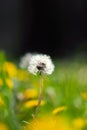 Dandelion Seedhead with Black Background Royalty Free Stock Photo