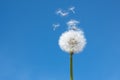 Dandelion seedhead Royalty Free Stock Photo