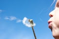 Small shild blowing a dandelion seedhead and making a wish