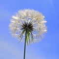 Detail of dandelion seedhead Royalty Free Stock Photo