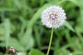 Dandelion seedhead, close-up, in Latourette Park, Staten Island, NY Royalty Free Stock Photo