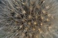 A Dandelion Seedhead Close Up Royalty Free Stock Photo