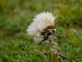 Dandelion Seedhead with Dewdrops in English Countryside Royalty Free Stock Photo