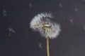Dandelion seedhead and seeds flying in the background Royalty Free Stock Photo