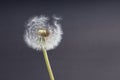 Dandelion seedhead with seeds almost coming off Royalty Free Stock Photo