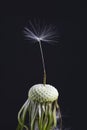 Dandelion seedhead with only one seed still attached / black background