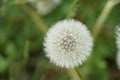 Dandelion seedhead with parachute ball opened into a full sphere. Mature seeds are attached to the plant. Royalty Free Stock Photo