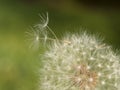 Dandelion seedhead