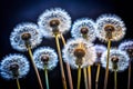 Dandelion Seedheads Against Dark Background in England Royalty Free Stock Photo