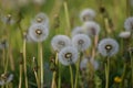 Dandelion in the seedling Royalty Free Stock Photo