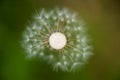 Dandelion Seedpod from Above