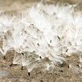 Dandelion seeds