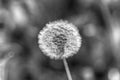 Dandelion seeds abstract background, bn Royalty Free Stock Photo