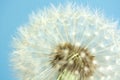 Dandelion seeds Royalty Free Stock Photo