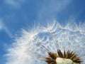 Dandelion seeds (71)