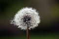 Dandelion seeds abstract background. Royalty Free Stock Photo