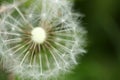 Dandelion seeds abstract background. Royalty Free Stock Photo