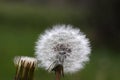 Dandelion seeds abstract background. Royalty Free Stock Photo