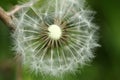 Dandelion seeds abstract background. Royalty Free Stock Photo