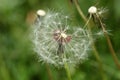 Dandelion seeds abstract background. Royalty Free Stock Photo