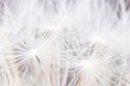 Dandelion seeds abstract background Royalty Free Stock Photo