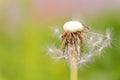 Dandelion seeds on a background of fresh greenery in the morning sun. macro photography, soft focus Royalty Free Stock Photo