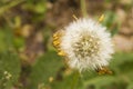 Dandelion and seeds