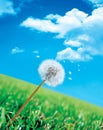 Dandelion seeds blowing away across blue sky and grassland Royalty Free Stock Photo