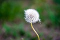 Dandelion seeds blowing away across a fresh green background Royalty Free Stock Photo